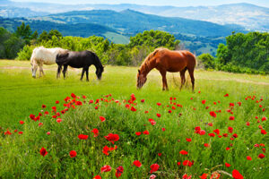 Horses Grazing Grass on Farm with Affordable Farm Insurance in Greensburg, IN