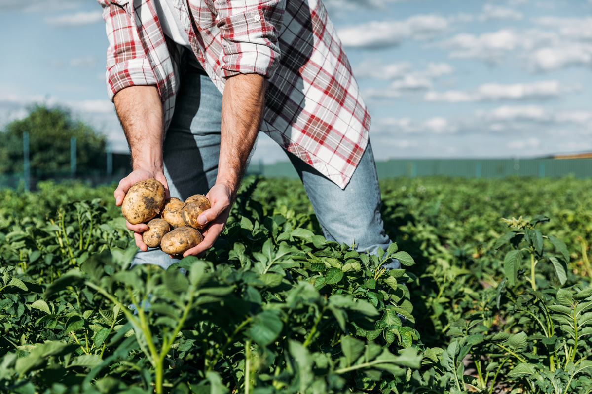 farmer with potatoes and Agribusiness Insurance in North Vernon, Seymour, Columbus, Madison, Greensburg, Versailles, and the Surrounding Areas