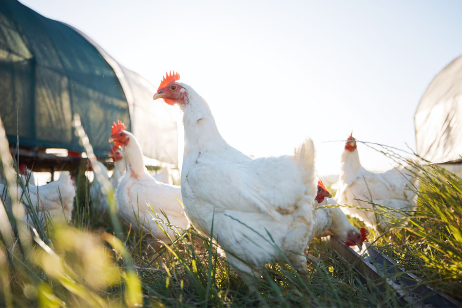 Chickens on a farm in Seymour, IN with Farm Insurance