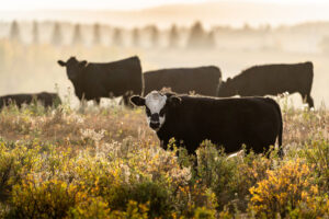 Cows on an Insured Farm with Affordable Farm Insurance in Columbus, IN