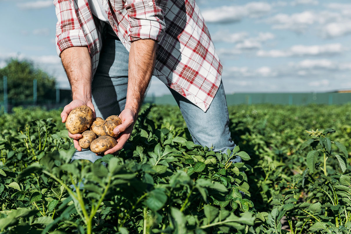 farmer holding potatoes in a field with Farm Insurance in Versailles, IN